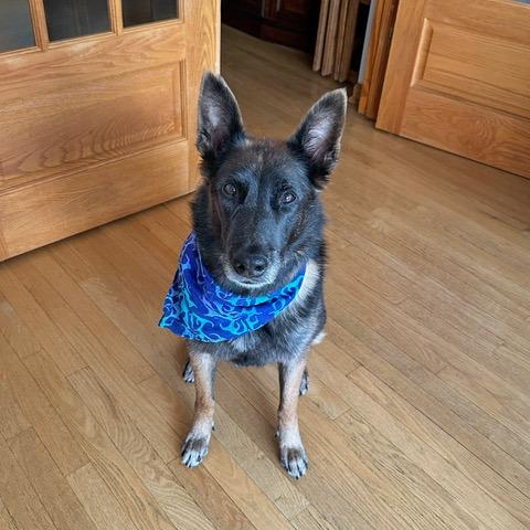 Enlarge Wilma, a Adoptable mixed breed in Deerfield, IL image 3/5