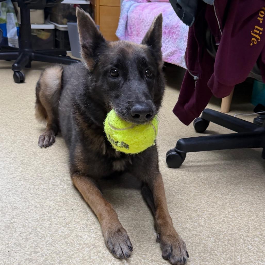 Enlarge Wilma, a Adoptable mixed breed in Deerfield, IL image 5/5