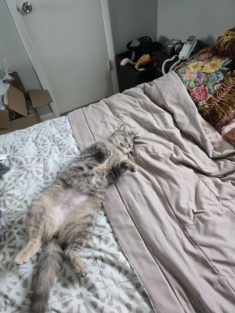 Enlarge Mars, a Adoptable Domestic Short Hair in North Brunswick, NJ image 1/3