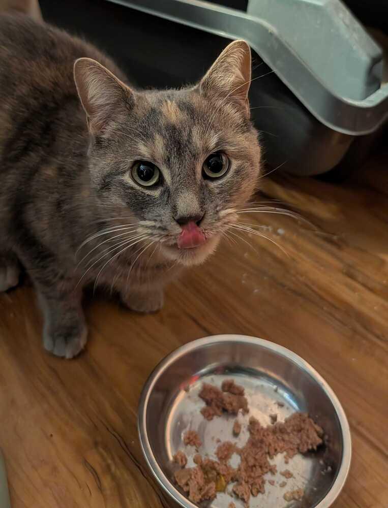 Enlarge Mars, a Adoptable Domestic Short Hair in North Brunswick, NJ image 2/3