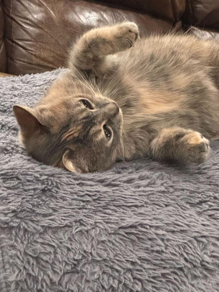 Enlarge Mars, a Adoptable Domestic Short Hair in North Brunswick, NJ image 3/3