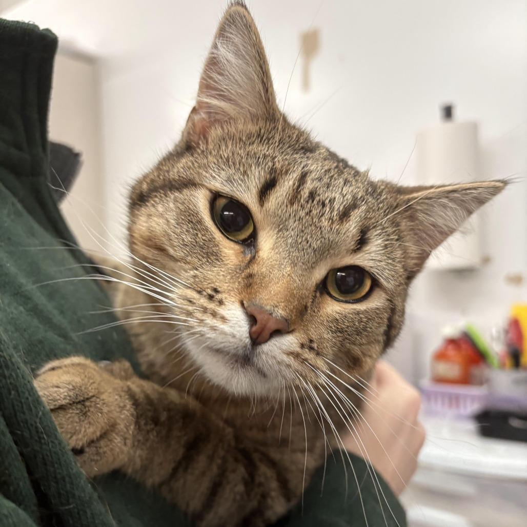 Niko, Adoptable, Adult Male Domestic Medium Hair.