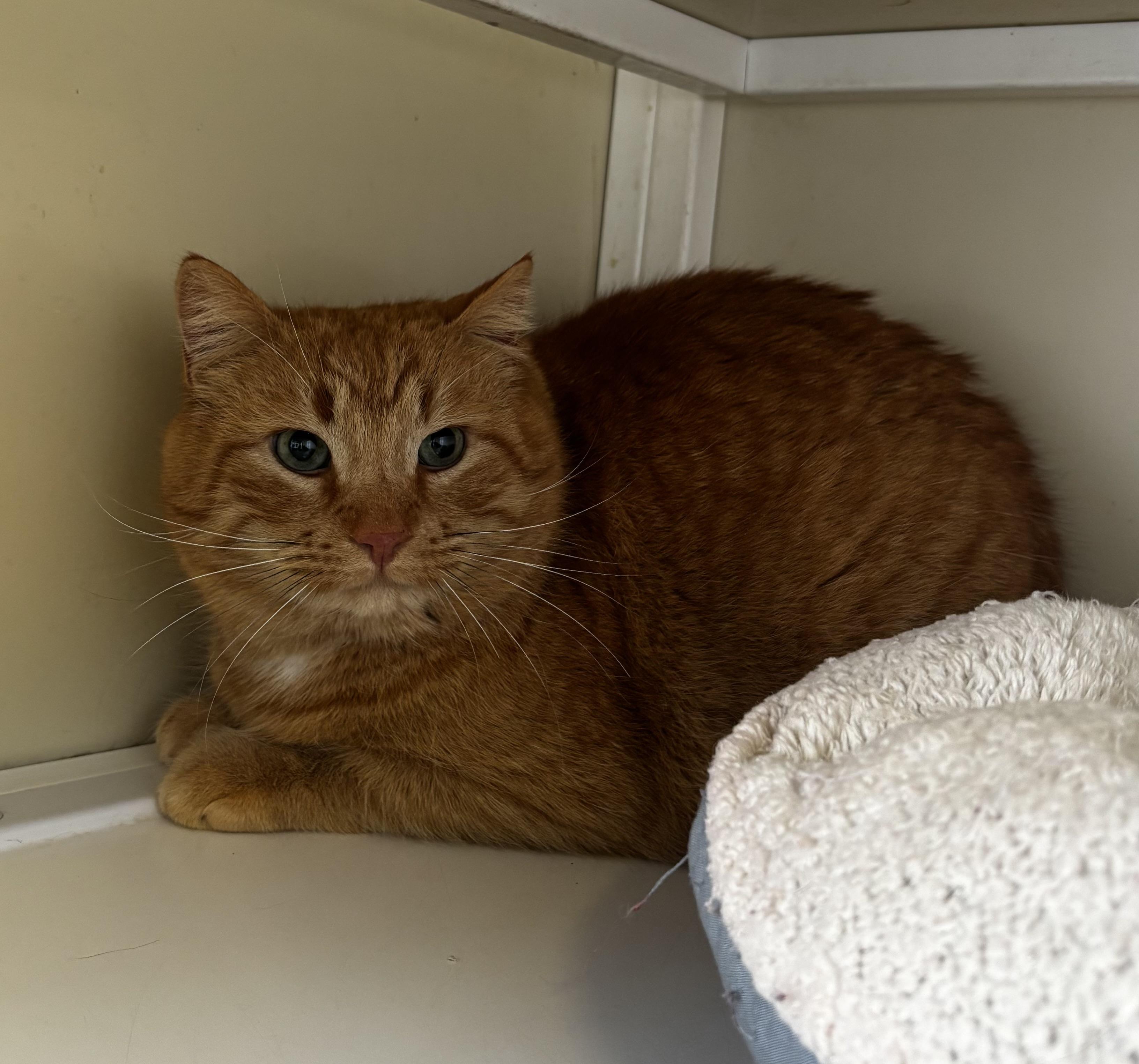 Enlarge Burt, a ADOPTABLE Domestic Short Hair in White Cloud, MI image 1/1