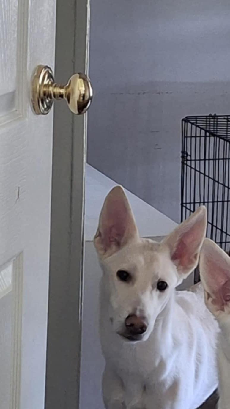 Charlie, Adoptable, Young Male German Shepherd Dog.