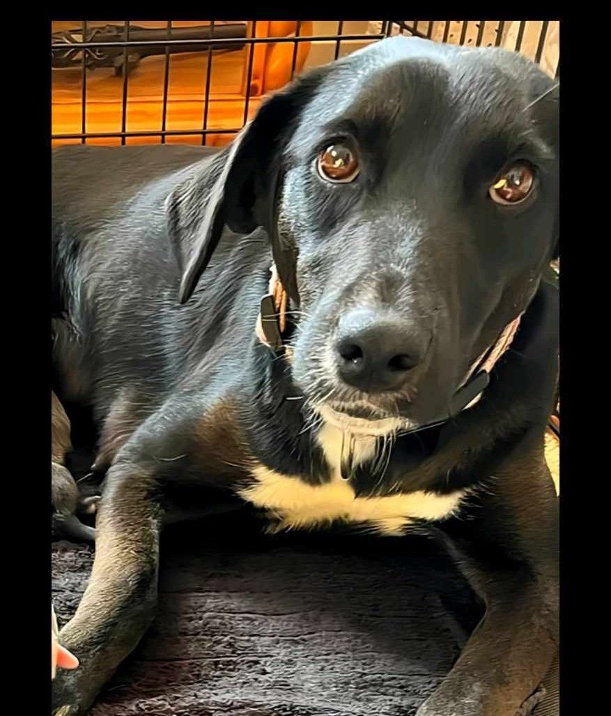 Enlarge Maggie, a Adopted mixed breed in Leesburg, AL image 1/8