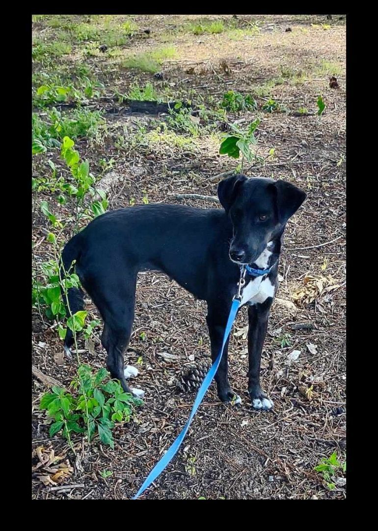 Enlarge Maggie, a Adopted mixed breed in Leesburg, AL image 2/8