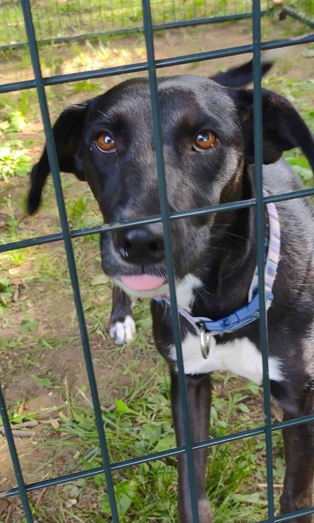 Enlarge Maggie, a Adopted mixed breed in Leesburg, AL image 3/8