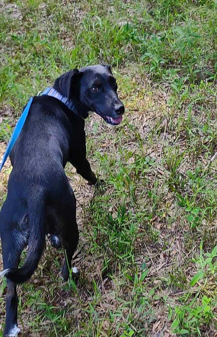 Enlarge Maggie, a Adopted mixed breed in Leesburg, AL image 4/8