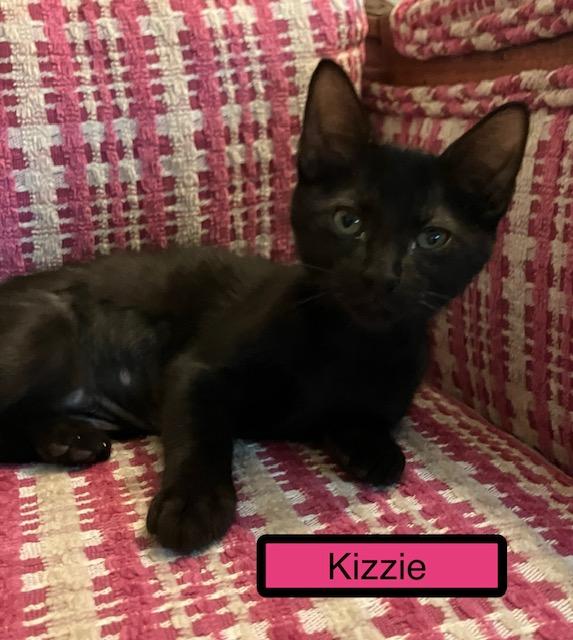 Kizzie, adopted, Kitten Female Domestic Short Hair.