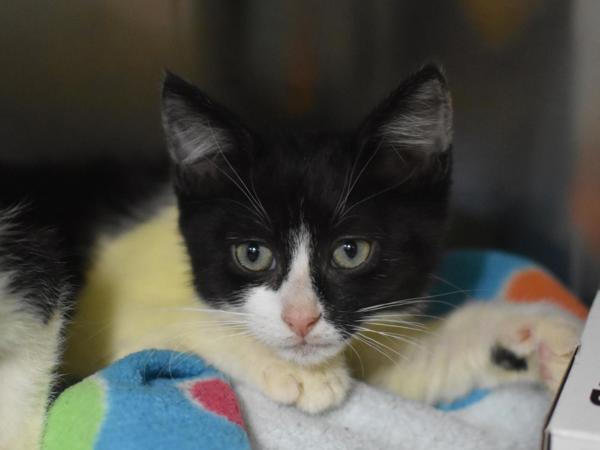 Vivian, Adoptable, Kitten Female Domestic Short Hair.