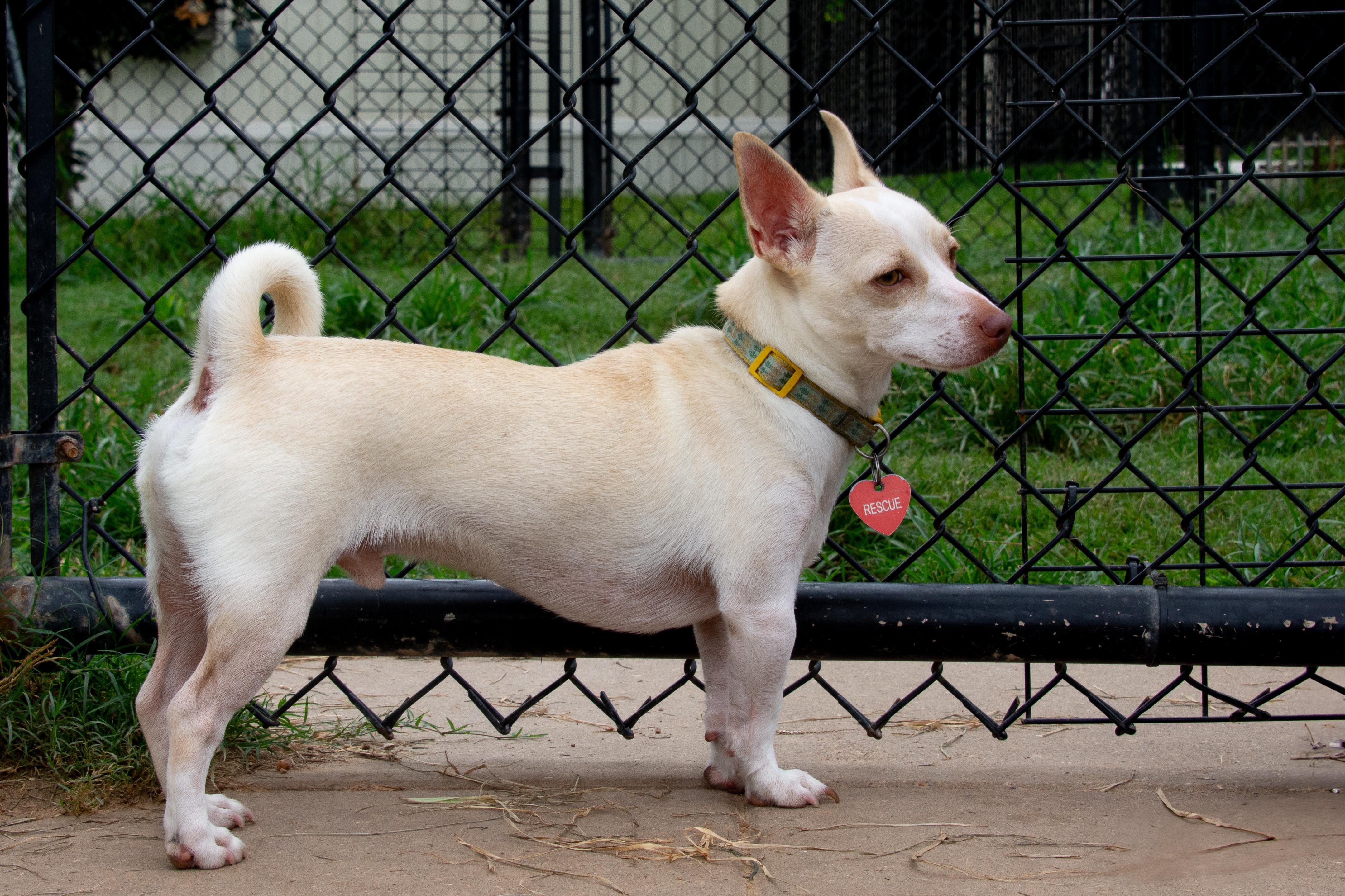 Enlarge Tater Tot, a Adoptable Chihuahua in Richmond, TX image 3/3