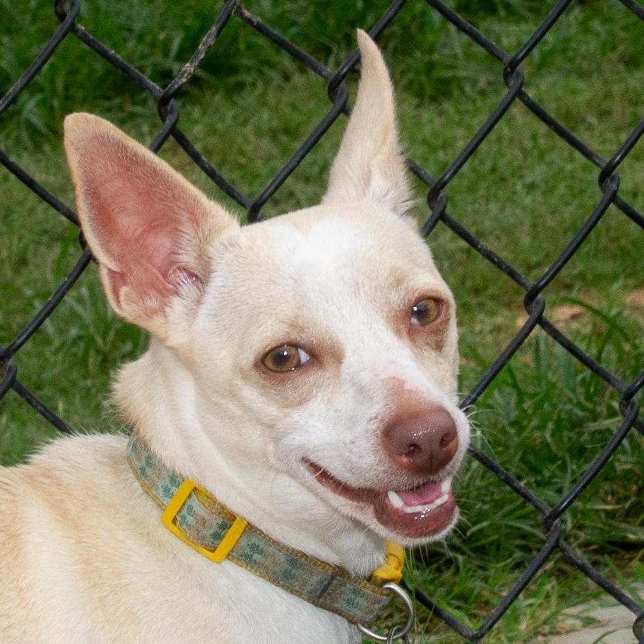 Enlarge Tater Tot, a Adoptable Chihuahua in Richmond, TX image 1/3