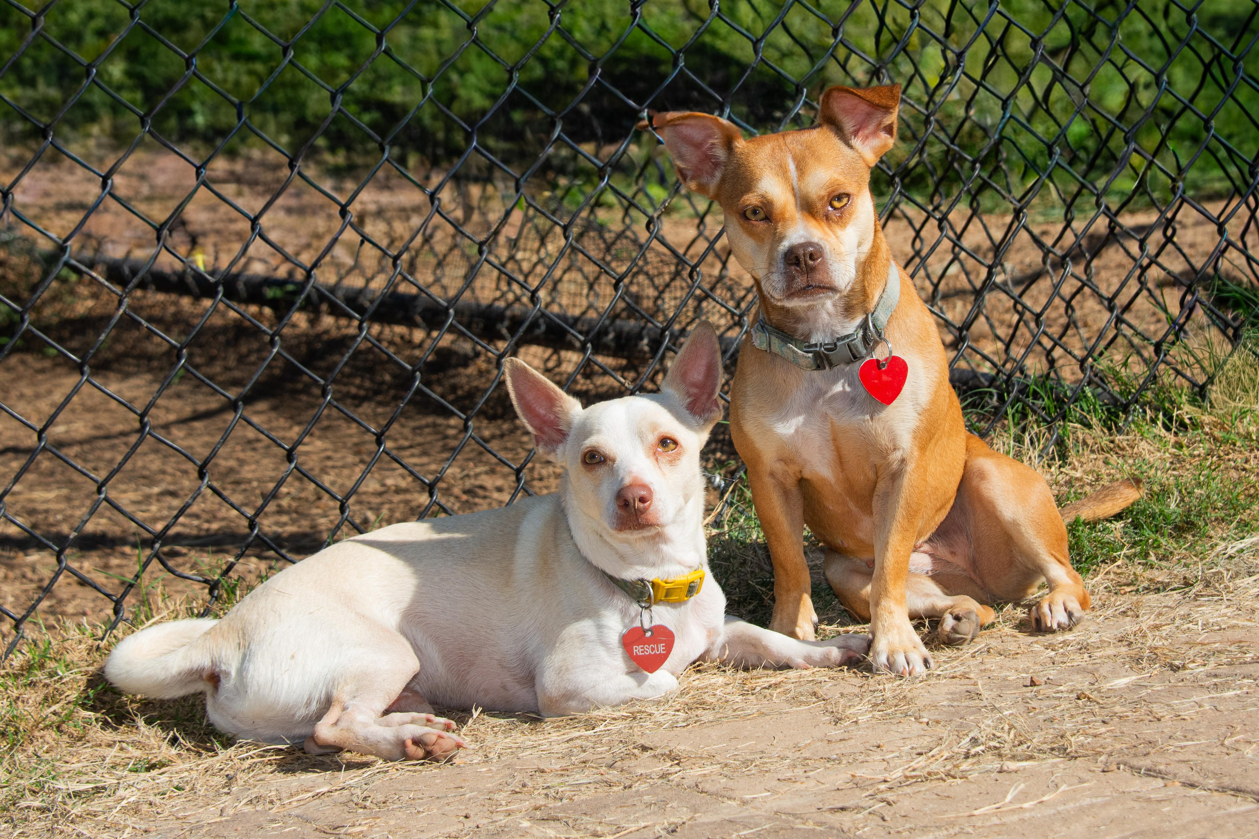 Enlarge Tater Tot, a Adoptable Chihuahua in Richmond, TX image 2/3