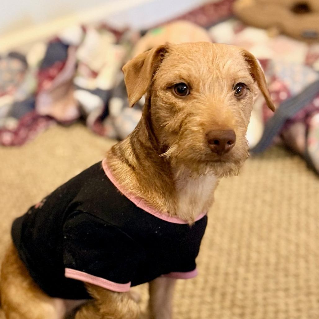 Enlarge Hazel, a Adoptable Yorkshire Terrier in Memphis, TN image 1/1