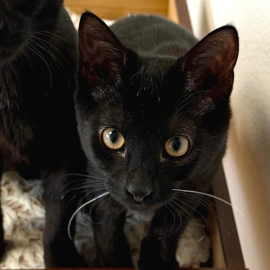 Cocoa, Adoptable, Kitten Female Domestic Short Hair.