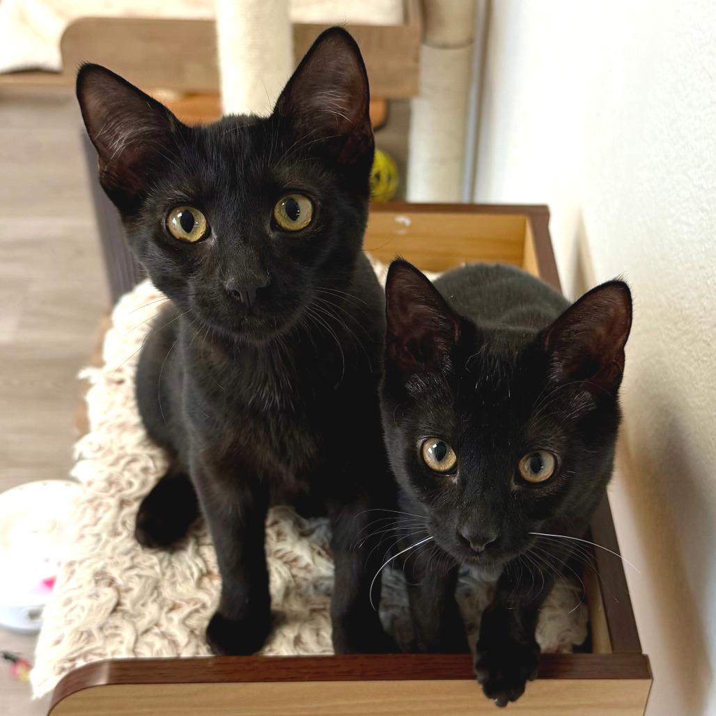 Enlarge Cocoa, a Adoptable Domestic Short Hair in Pleasant Hill, CA image 2/6