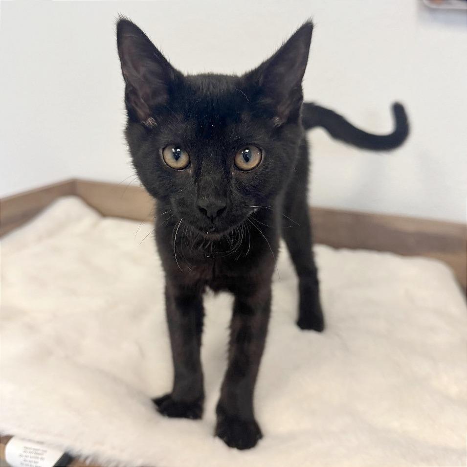 Enlarge Cocoa, a Adoptable Domestic Short Hair in Pleasant Hill, CA image 3/6