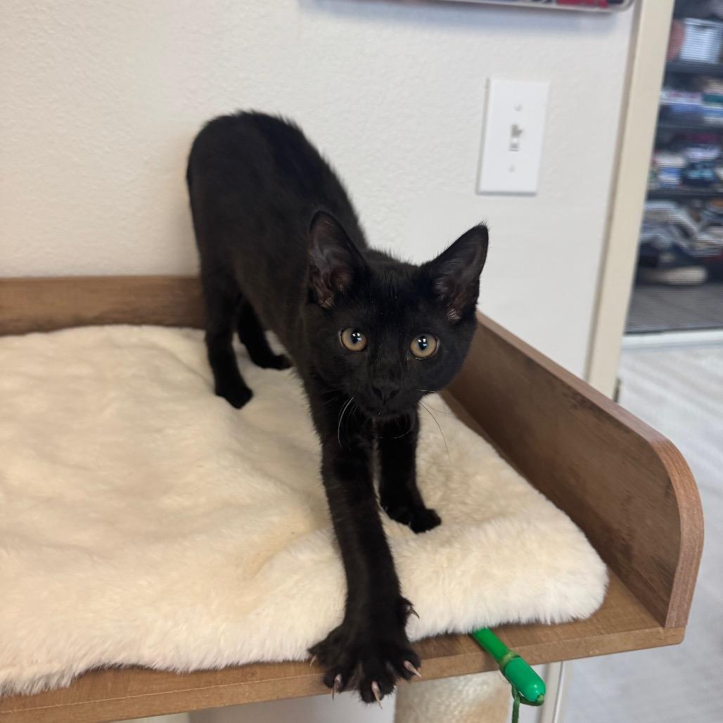 Enlarge Cocoa, a Adoptable Domestic Short Hair in Pleasant Hill, CA image 4/6