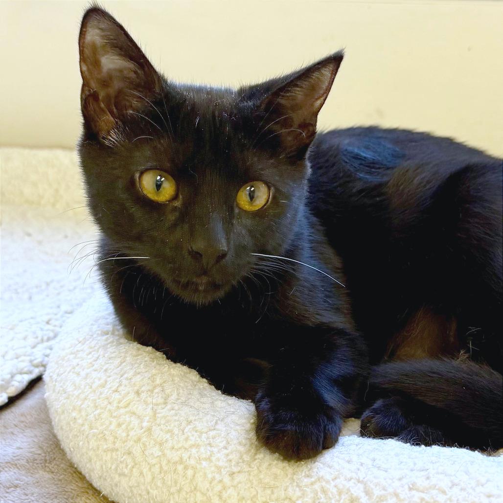 Enlarge Cocoa, a Adoptable Domestic Short Hair in Pleasant Hill, CA image 5/6