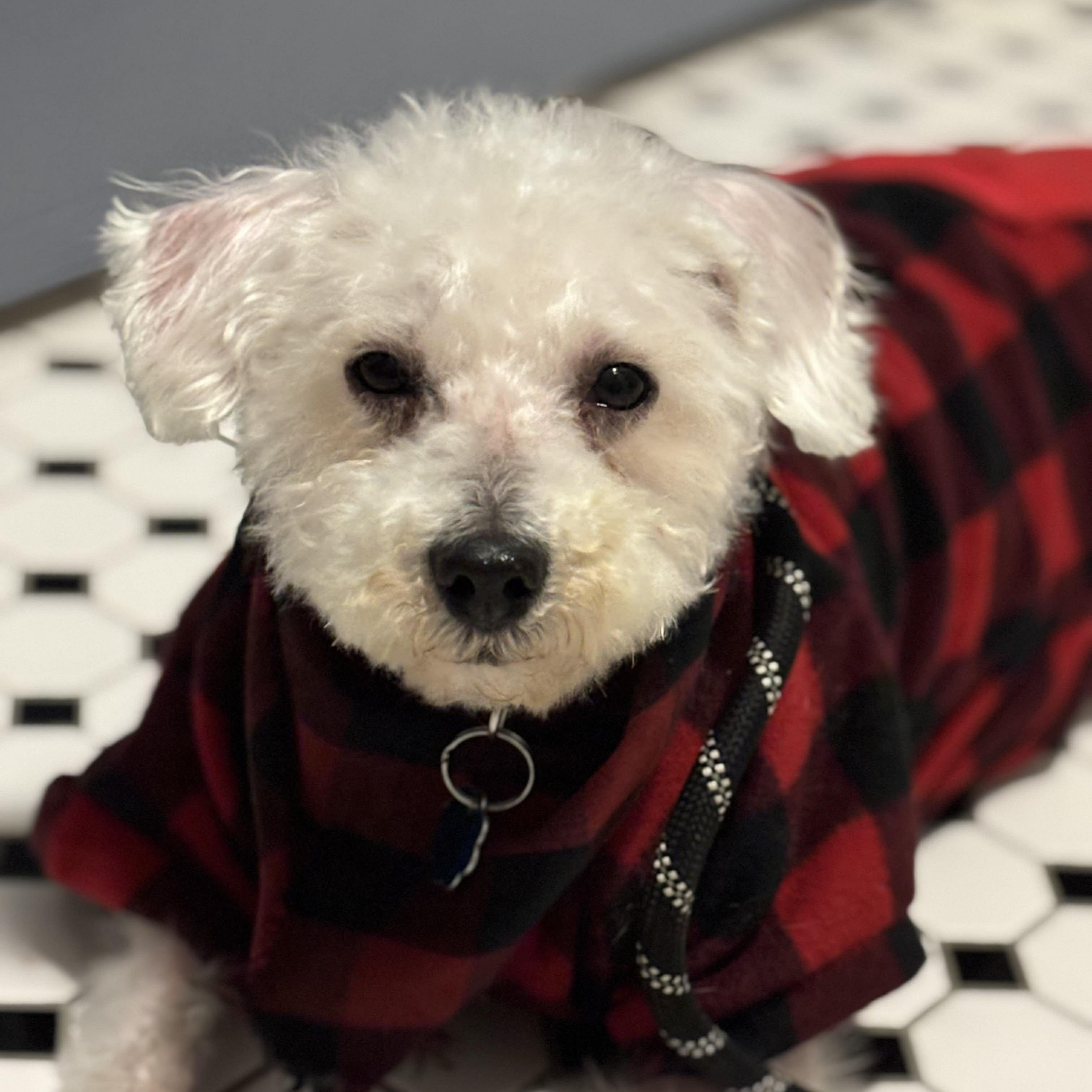 Enlarge Lester, a ADOPTABLE mixed breed in West Haven, CT image 1/3