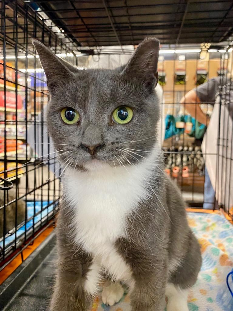 Osita (aka Pickle 8), Adoptable, Young Female Domestic Short Hair.