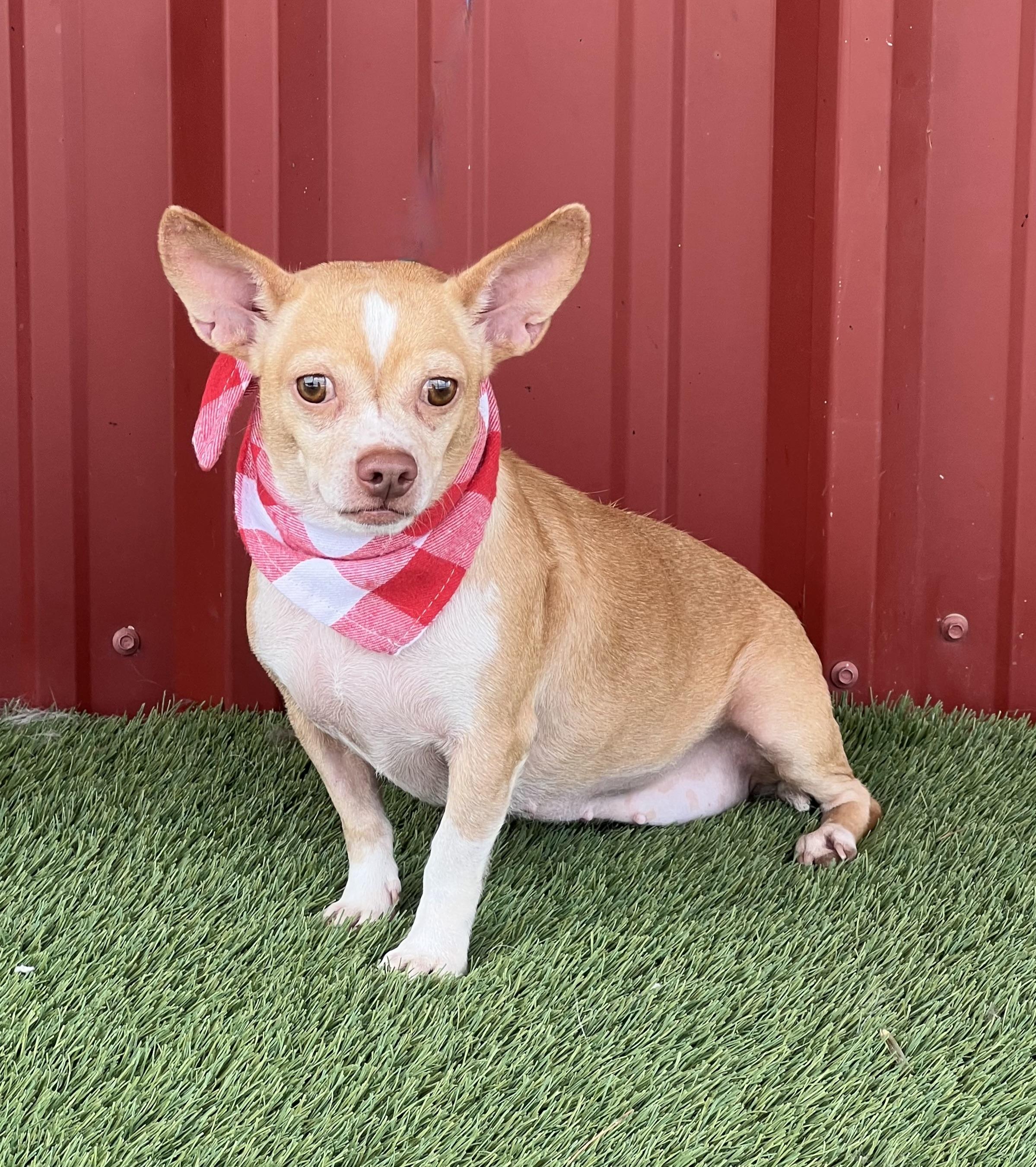 Enlarge Penelope, a Adoptable mixed breed in Ferndale, WA image 3/6