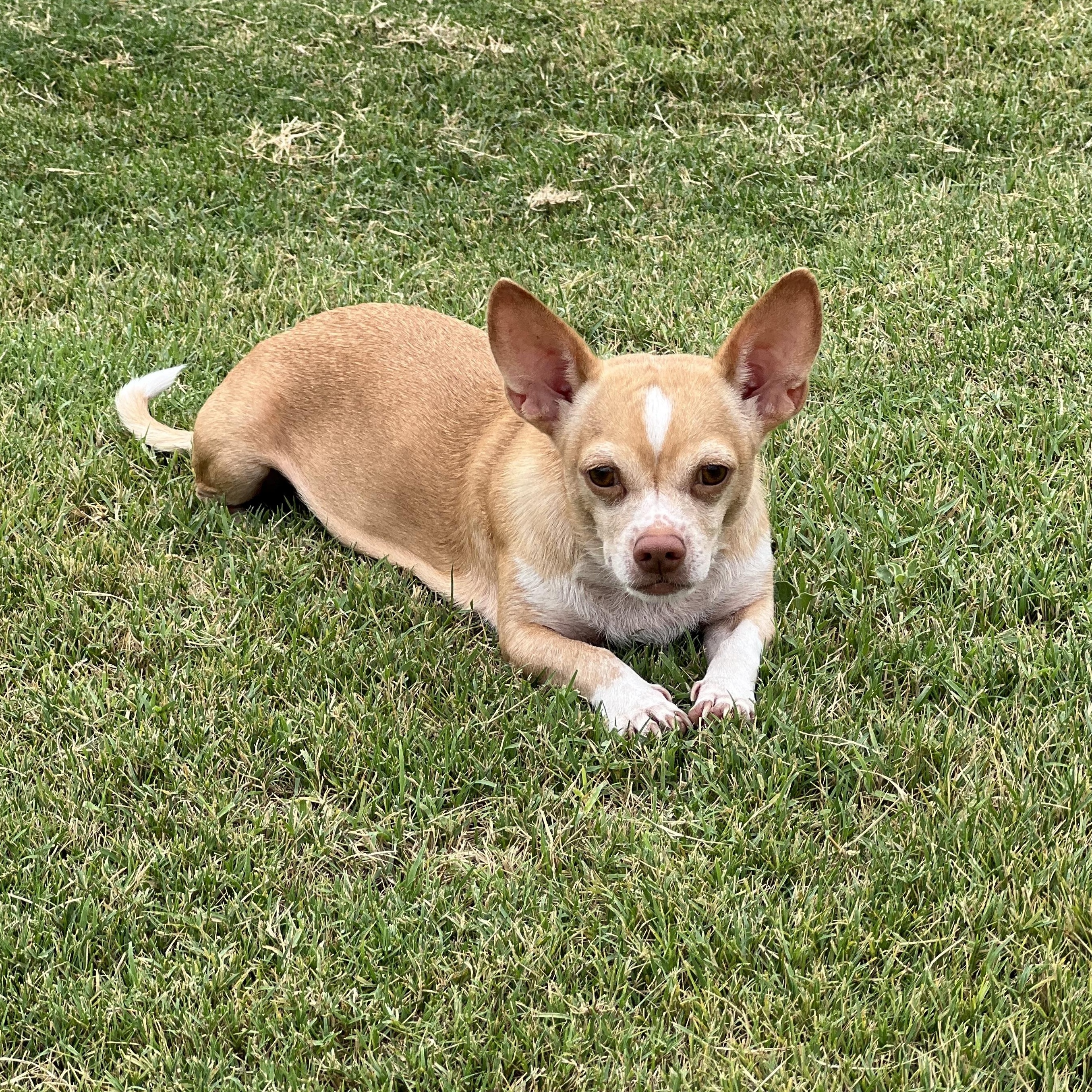 Enlarge Penelope, a Adoptable mixed breed in Ferndale, WA image 5/6