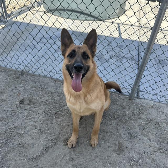 Enlarge SHAYLA, a Adoptable German Shepherd Dog in Thousand Palms, CA image 1/1