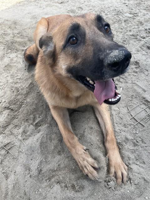 SHAYLA, Adoptable, Young Female German Shepherd Dog.