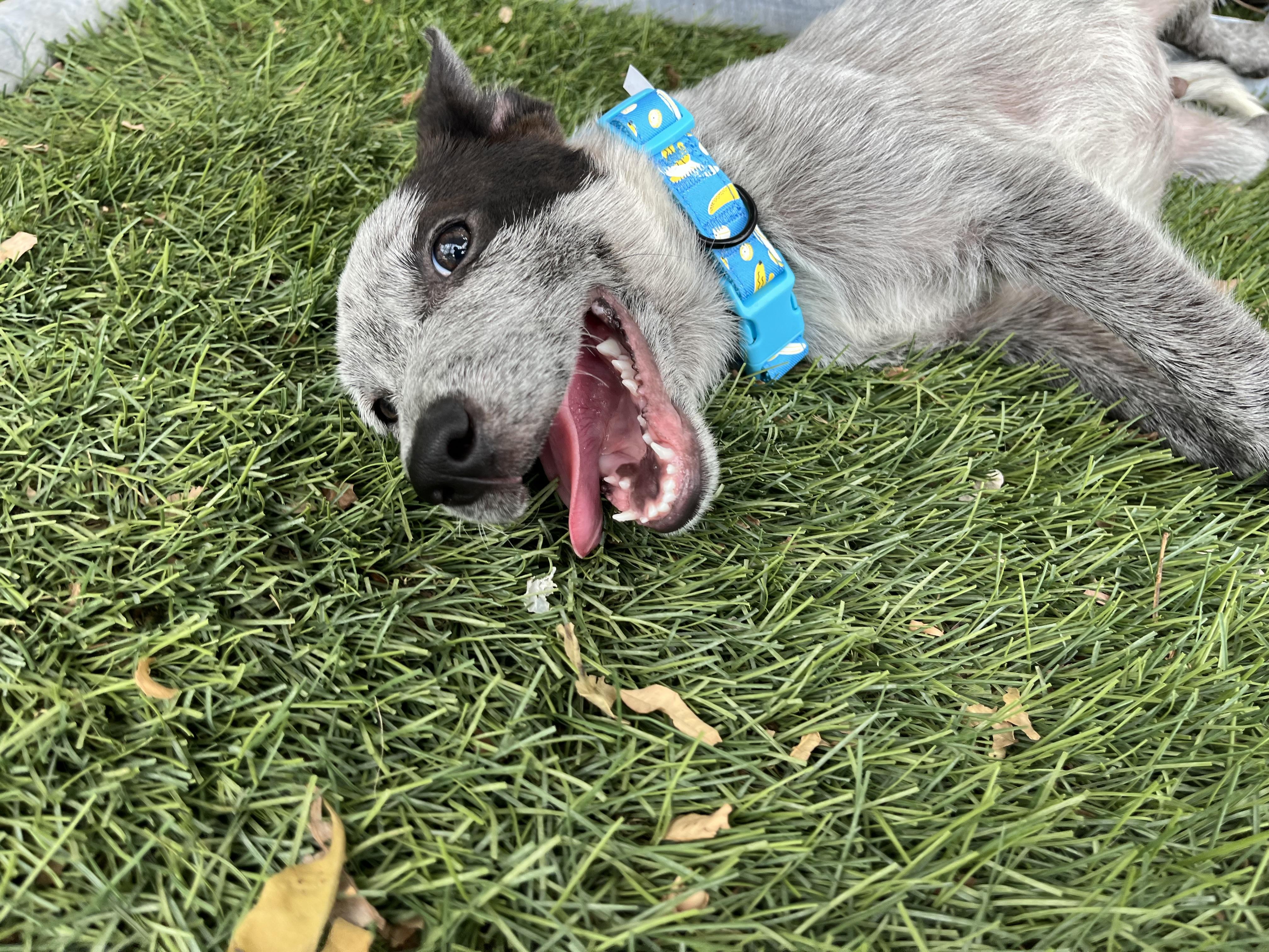 Bandit is a male dog with a heart full of love and a playful spirit He has a shiny coat