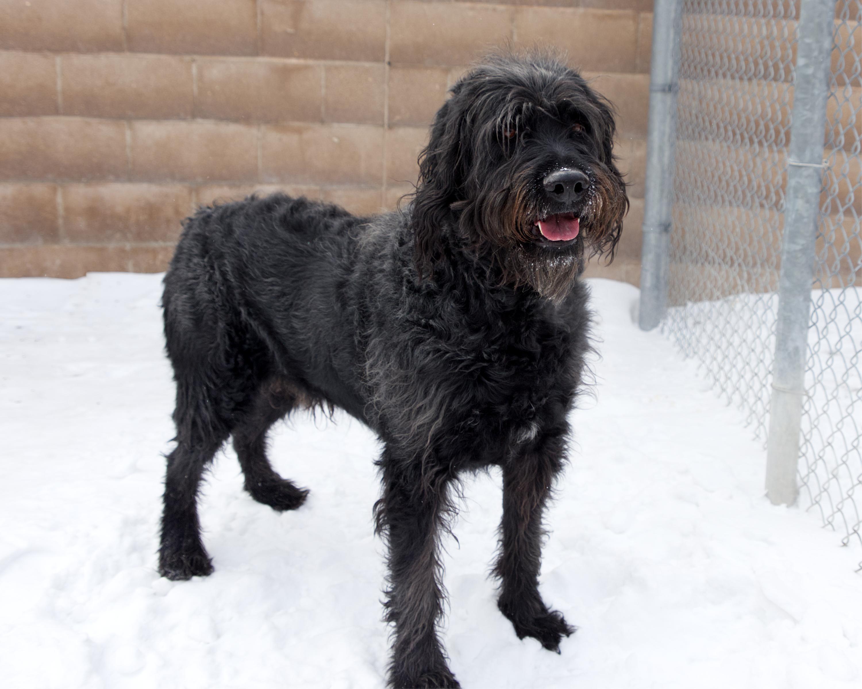 Enlarge Cramer, an adoptable mixed breed in Winnipeg, MB image 3/3