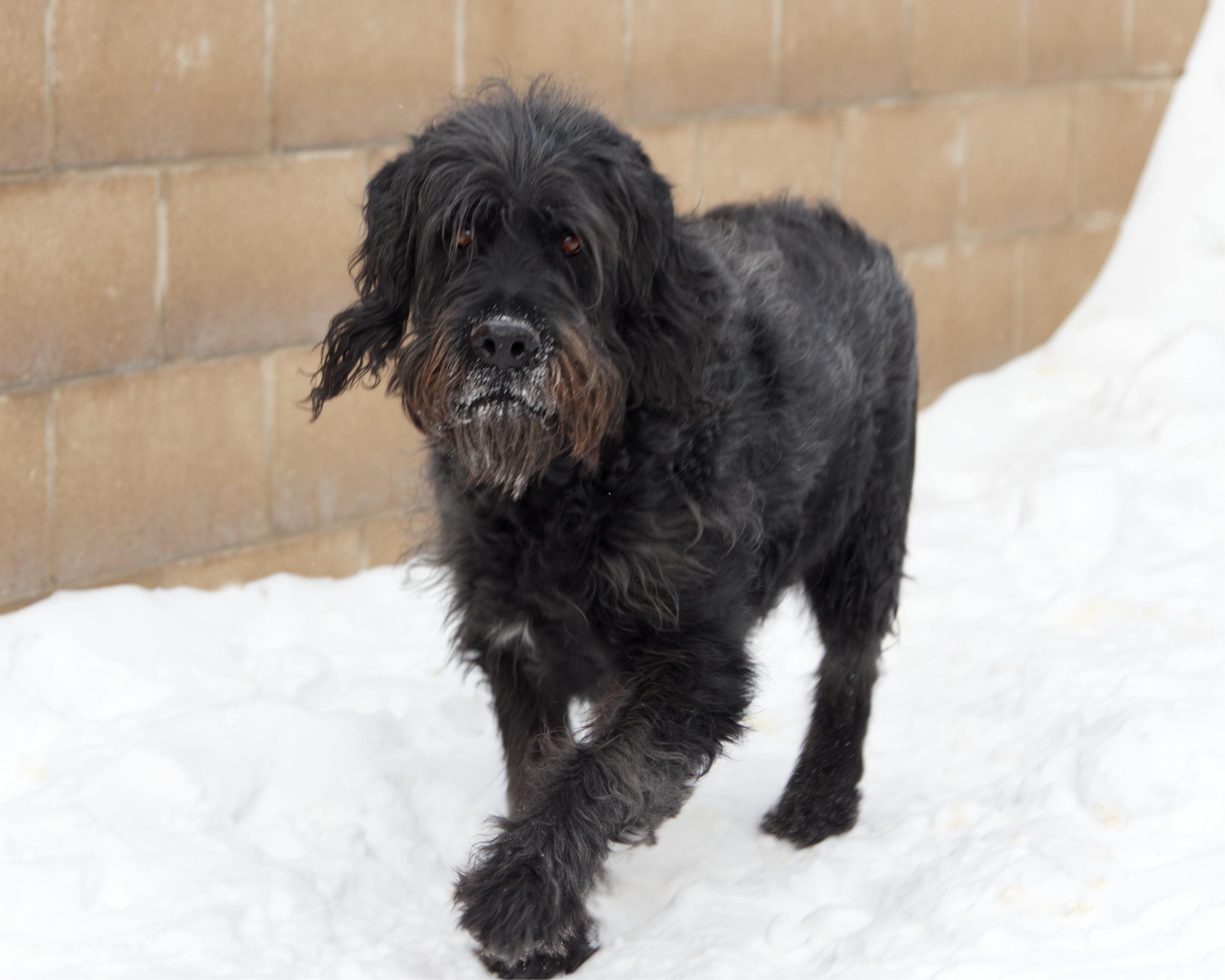 Enlarge Cramer, an adoptable mixed breed in Winnipeg, MB image 2/3