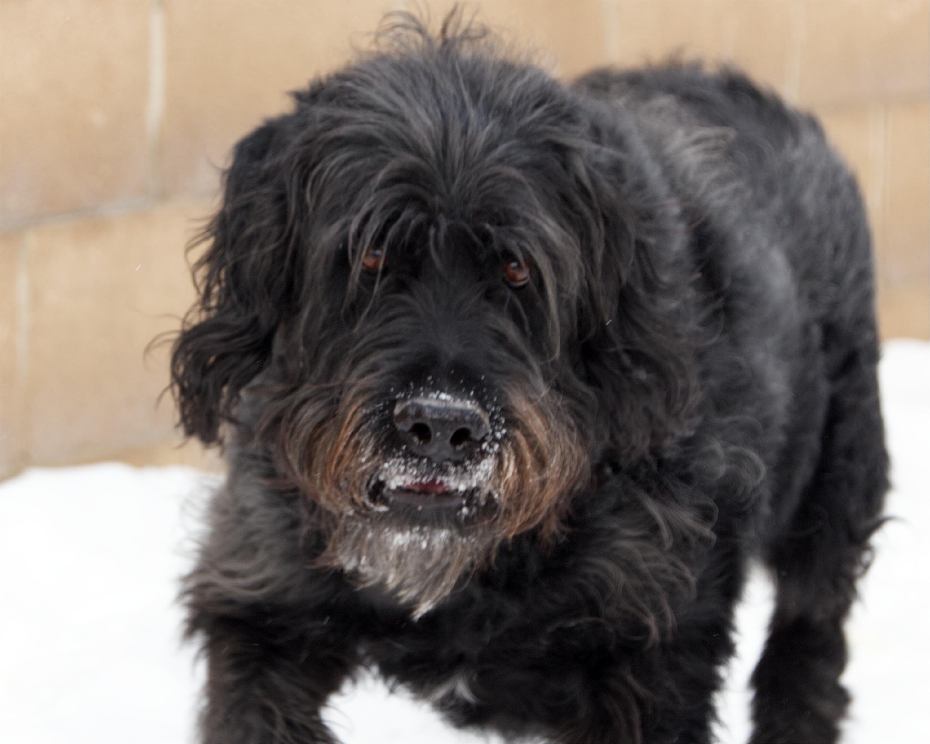 Cramer, adoptable, Adult Male Standard Poodle.