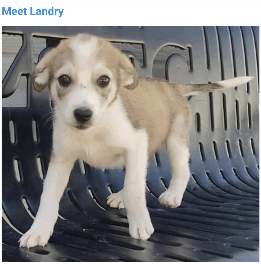 Enlarge Landry, a Adoptable mixed breed in Salt Lake City, UT image 1/1