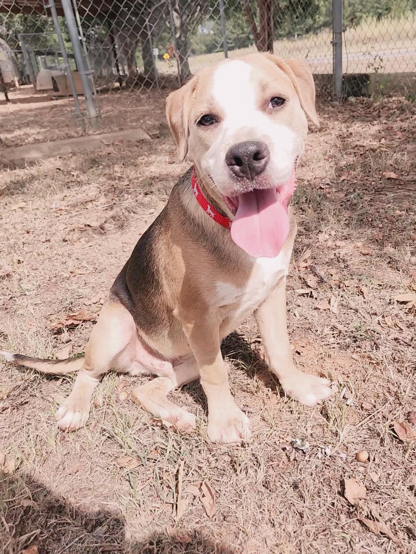 Smitty, Adopted, Young Male Pit Bull Terrier.