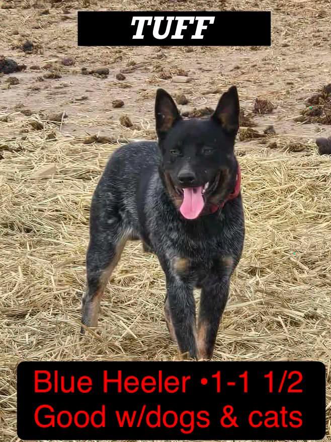 Enlarge Tuff, a Adoptable Australian Cattle Dog / Blue Heeler in Ulysses, KS image 1/1
