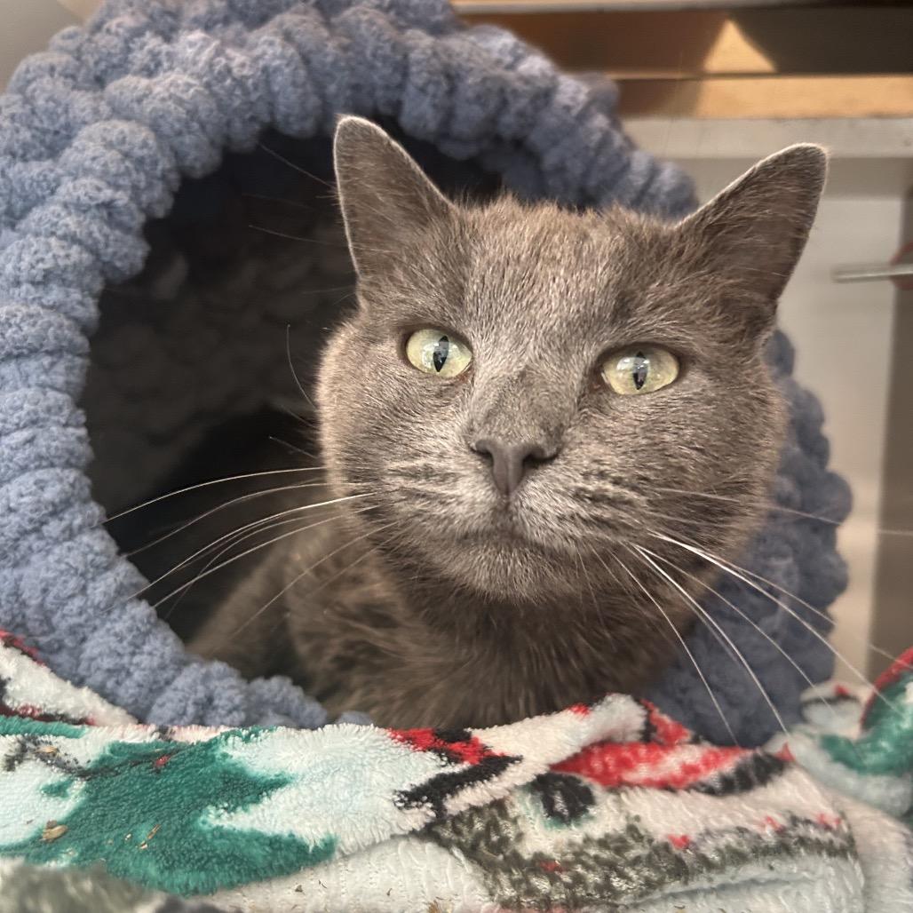 Granite, Adoptable, Young Female Domestic Short Hair.