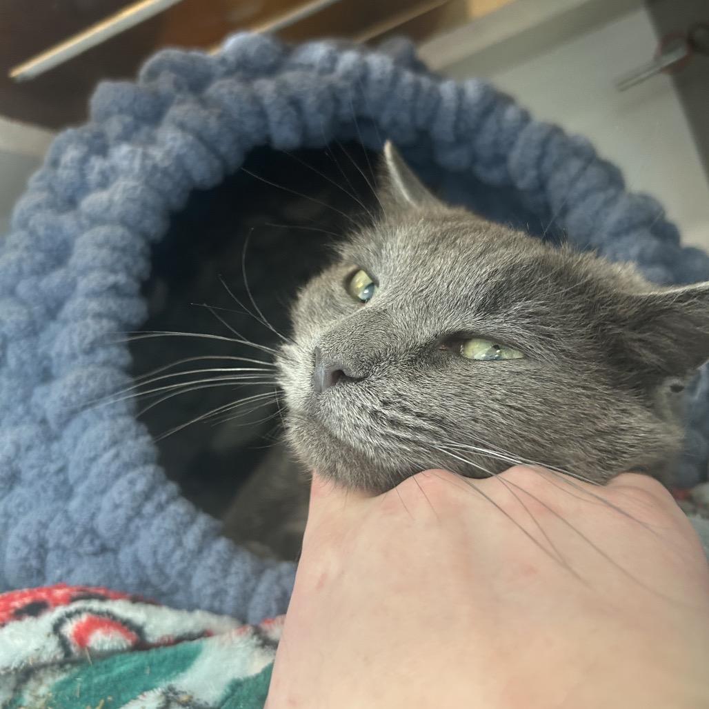 Granite, a Adoptable Domestic Short Hair in Park City, UT image 2/5