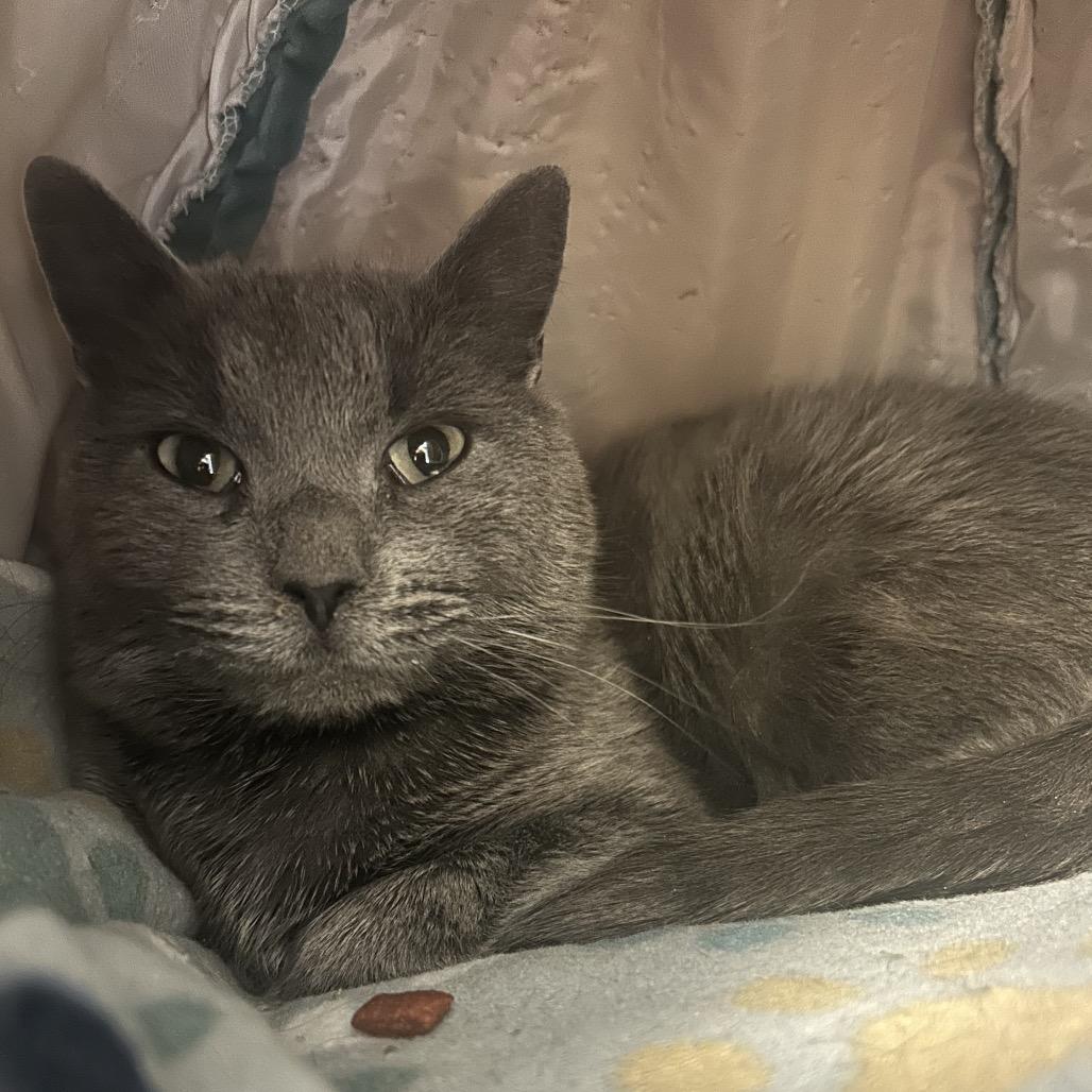 Granite, a Adoptable Domestic Short Hair in Park City, UT image 1/3