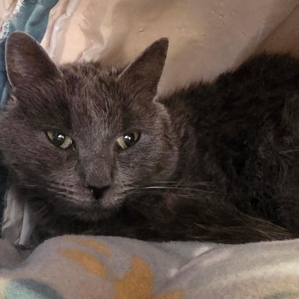 Granite, a Adoptable Domestic Short Hair in Park City, UT image 2/3