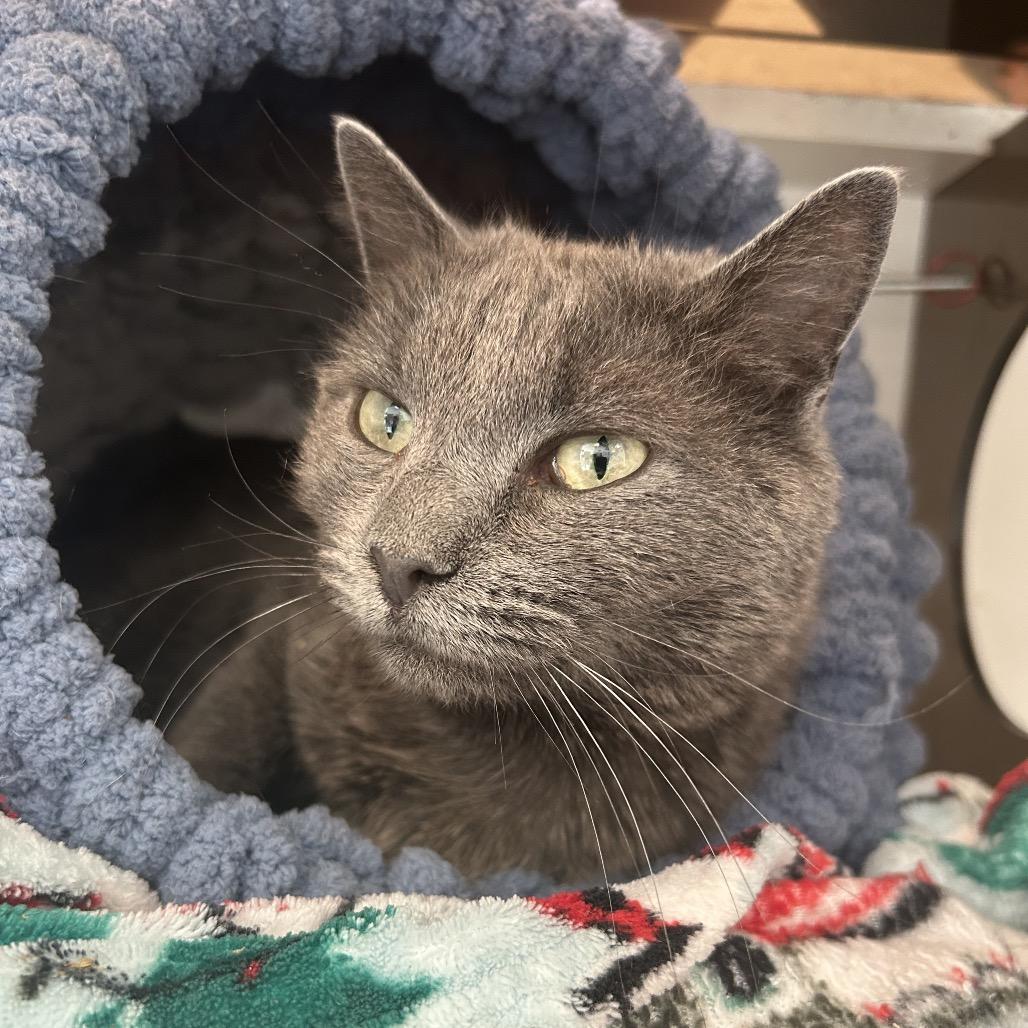 Granite, a Adoptable Domestic Short Hair in Park City, UT image 3/5