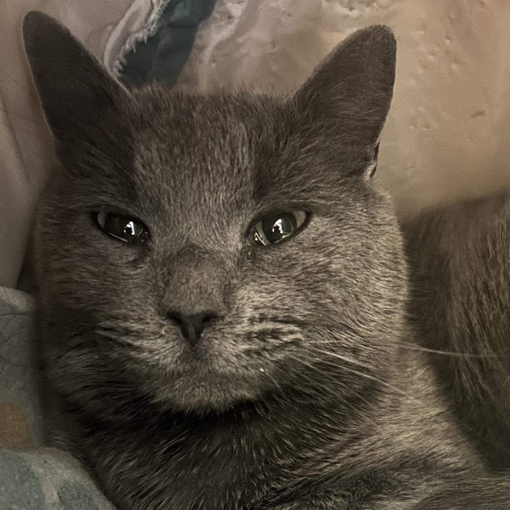 Granite, a Adoptable Domestic Short Hair in Park City, UT image 3/3