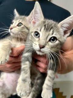 Fred & Oliver, an adoptable Tabby in Hood River, OR image 5/5