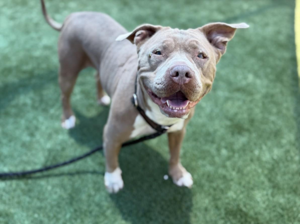 TOOTS, Adoptable, Adult Female Pit Bull Terrier.