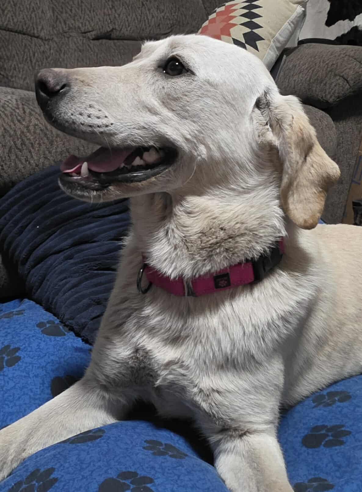 Schnee, Adoptable, Young Male Labrador Retriever & Patterdale Terrier / Fell Terrier.