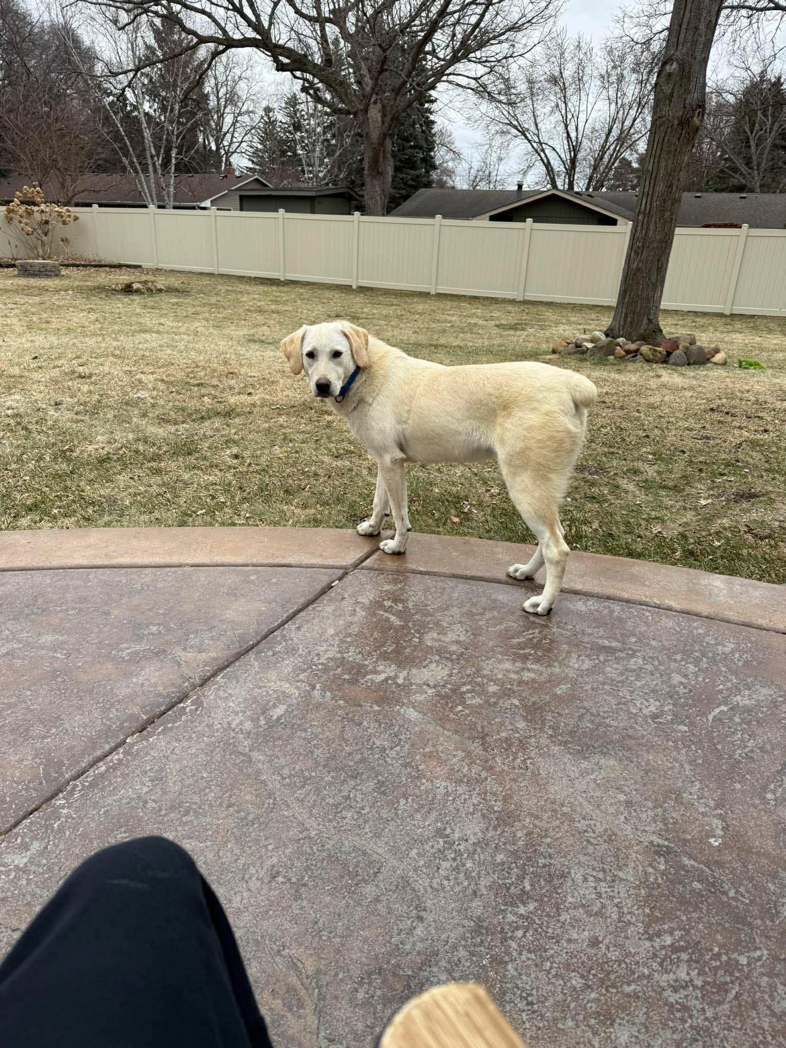 Enlarge Schnee, a Adoptable mixed breed in Minneapolis, MN image 1/3
