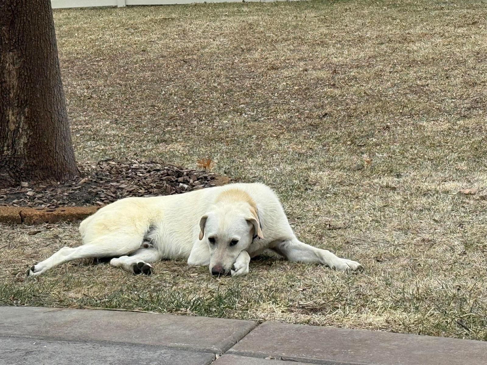 Enlarge Schnee, a Adoptable mixed breed in Minneapolis, MN image 2/3