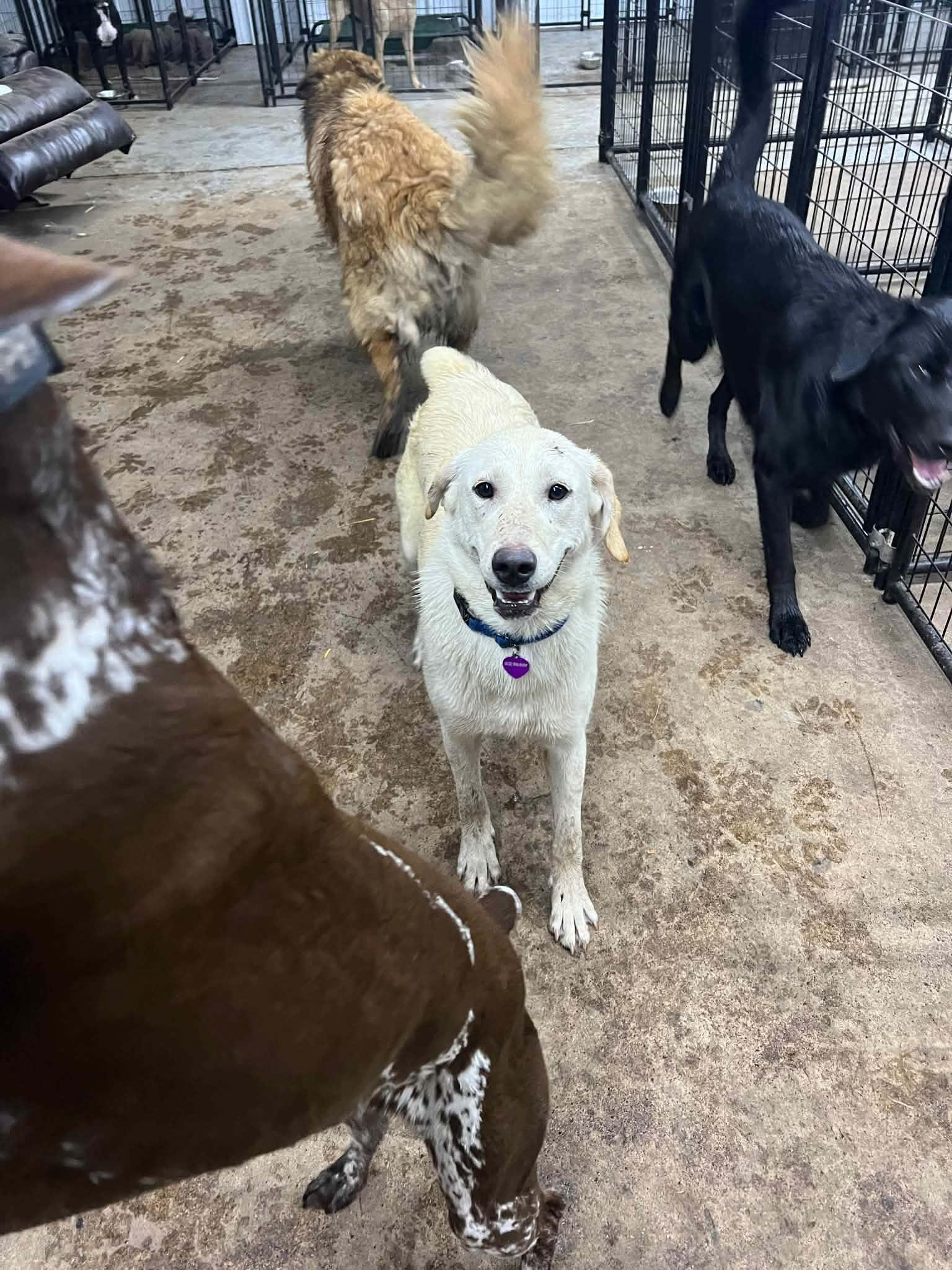Enlarge Schnee, a Adoptable mixed breed in Minneapolis, MN image 3/3
