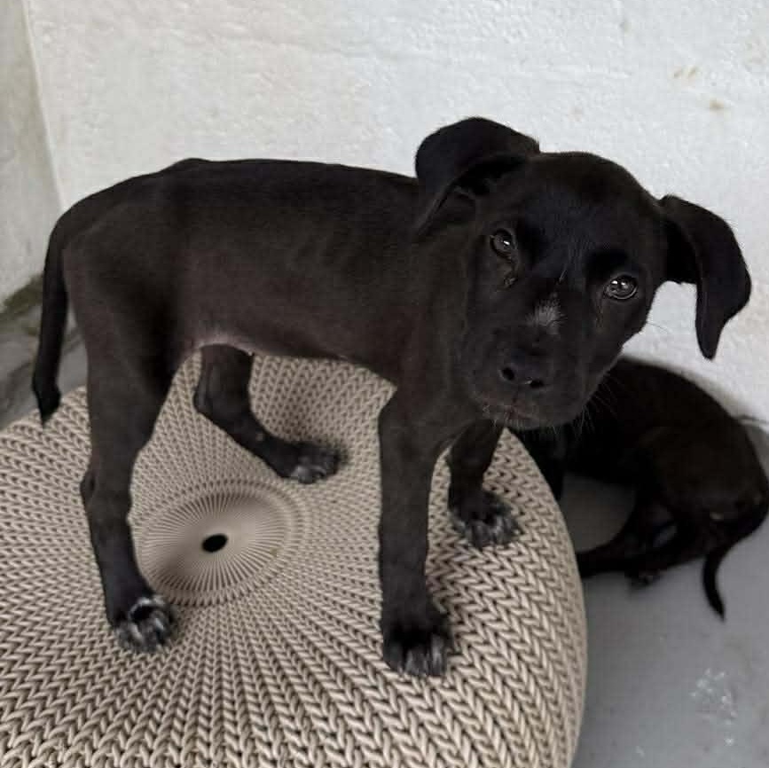 Moku, Adoptable, Puppy Female Boxer & Labrador Retriever.