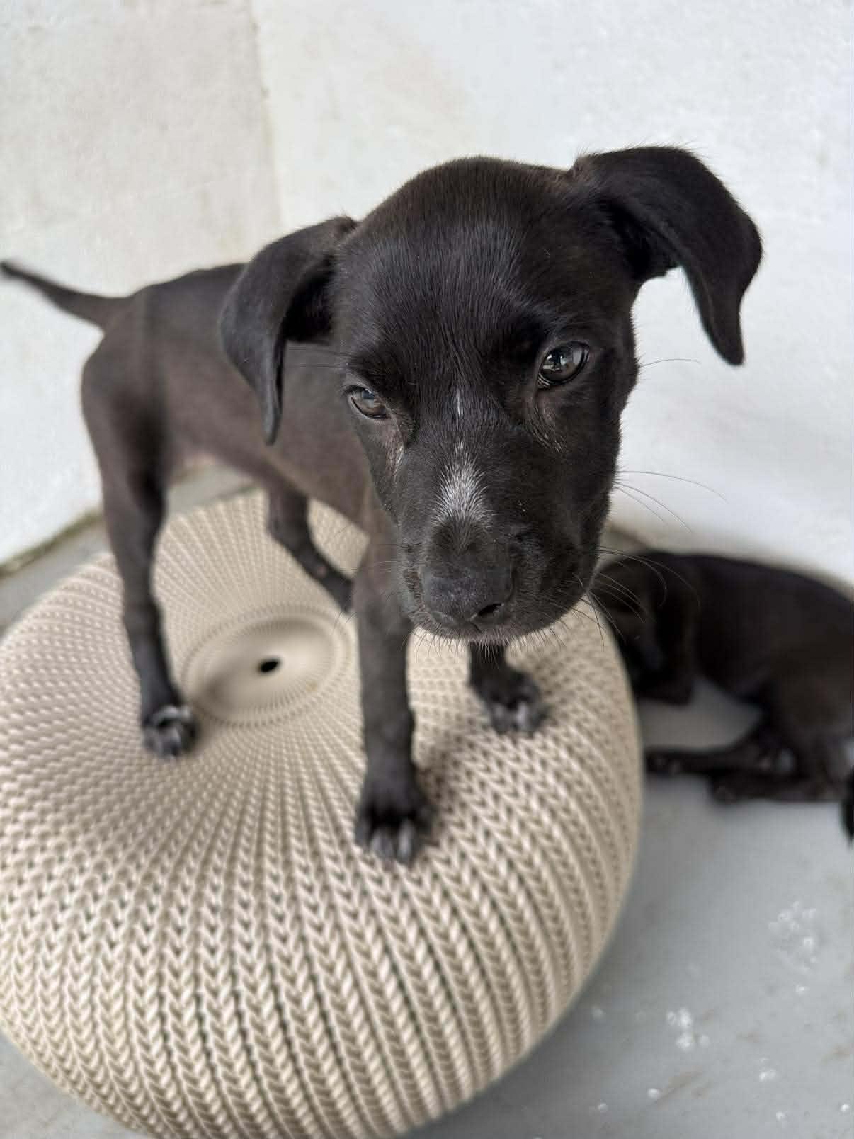 Enlarge Moku, a Adoptable mixed breed in Portland, ME image 2/5